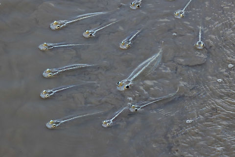 Largescale Four-eyed Fish (Anableps anableps) Kourou, French Guiana. Nov 28, 2023 Anableps anableps,Fall,French Guiana,Geotagged,Largescale four-eyed fish