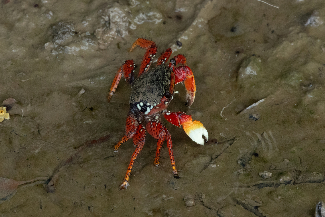 Mangrove root crab (Goniopsis cruentata) Kourou, French Guiana. Nov 28, 2023 Fall,French Guiana,Geotagged,Goniopsis cruentata,Mangrove root crab