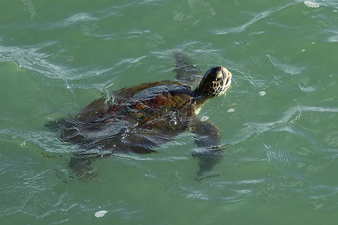 Green sea turtle (Chelonia mydas) &Icirc;le Royale, French Guiana. Nov 28, 2023 Chelonia mydas,Fall,French Guiana,Geotagged,Green sea turtle