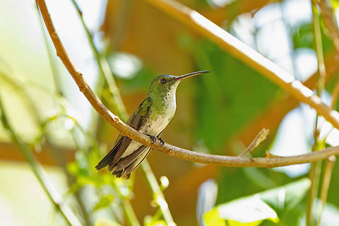 Plain-bellied Emerald (Chrysuronia leucogaster) &Icirc;le Royale, French Guiana. Nov 28, 2023 Chrysuronia leucogaster,Fall,French Guiana,Geotagged,Plain-bellied emerald