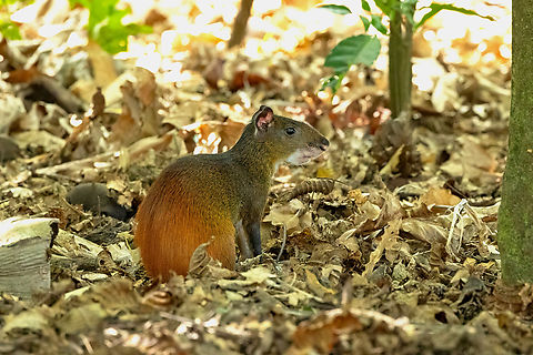 Red-rumped Agouti (Dasyprocta leporina) &Icirc;le Royale, French Guiana. Nov 28, 2023 Brazilian Agouti,Dasyprocta leporina,Fall,French Guiana,Geotagged
