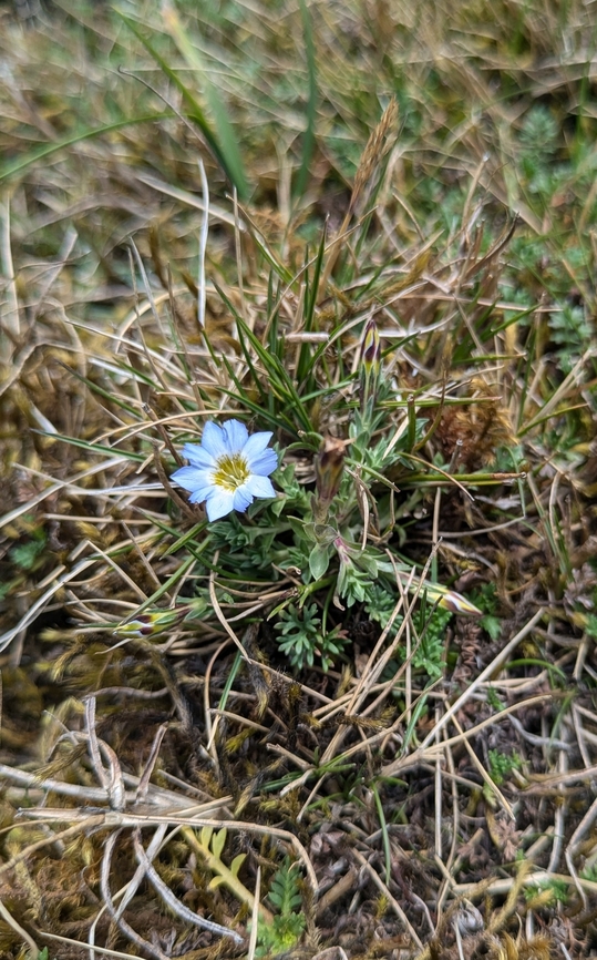 Gentiana sedifolia (Gentianaceae) Sina, Puno, Peru. Aug 24, 2024 Gentiana sedifolia,Geotagged,Peru,Winter