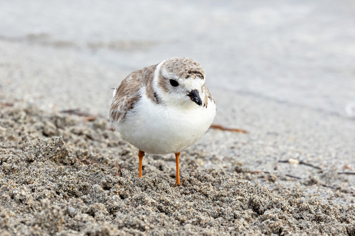 Piping Plover (Charadrius melodus) Crandon Park, Florida. Dec 6, 2023 Charadrius melodus,Fall,Geotagged,Piping Plover,United States