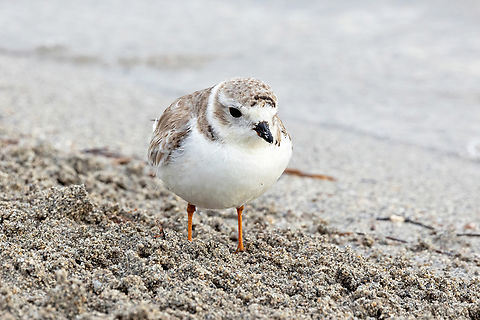 Piping Plover (Charadrius melodus) Crandon Park, Florida. Dec 6, 2023 Charadrius melodus,Fall,Geotagged,Piping Plover,United States