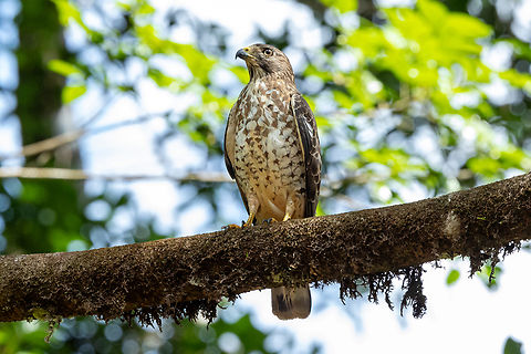 Broad-winged hawk (Buteo platypterus) Route de Kaw, French Guiana. Dec 1, 2023 Broad-winged hawk,Buteo platypterus,Fall,French Guiana,Geotagged