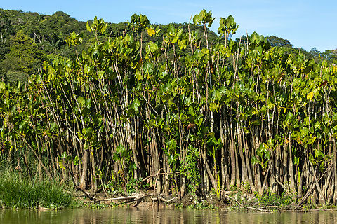 Aninga (Montrichardia linifera) RN Marais de Kaw, French Guiana. Dec 1, 2023 Fall,French Guiana,Geotagged,Montrichardia linifera