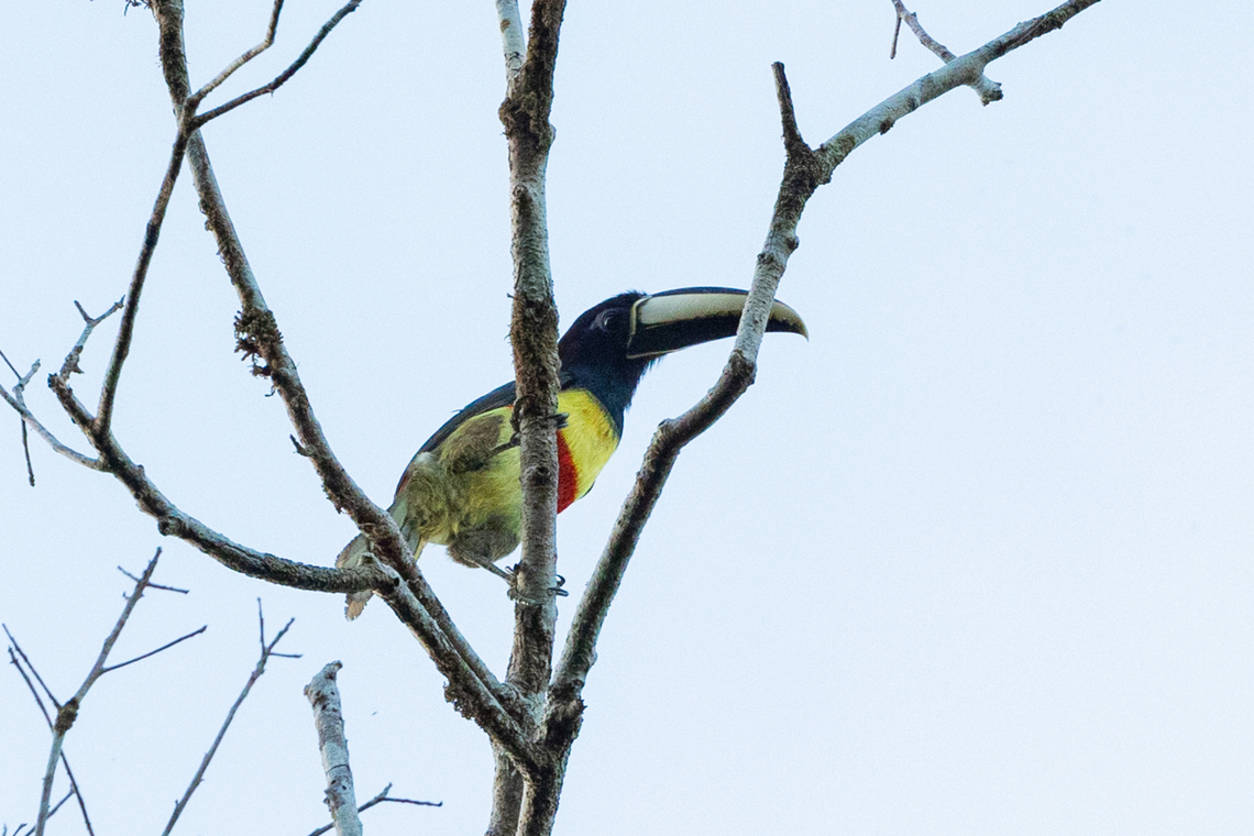 Black-necked aracari (Pteroglossus aracari) RN Marais de Kaw, French Guiana. Dec 1, 2023 Black-necked aracari,Fall,French Guiana,Geotagged,Pteroglossus aracari