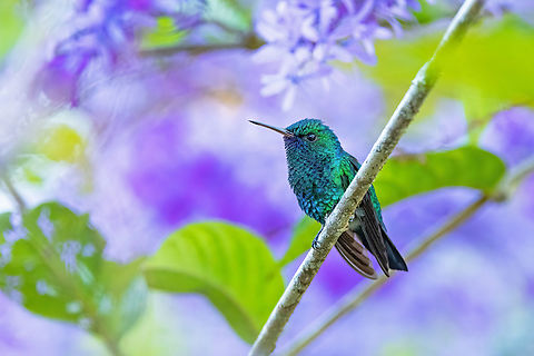 Blue-chinned sapphire (Chlorestes notata) Malou et son verger, Roura, French Guiana. Nov 30, 2023 Blue-chinned sapphire,Chlorestes notata,Fall,French Guiana,Geotagged