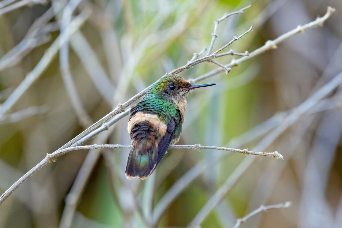 Tufted coquette (Lophornis ornatus) Malou et son verger, Roura, French Guiana. Nov 30, 2023 Fall,French Guiana,Geotagged,Lophornis ornatus,Tufted coquette