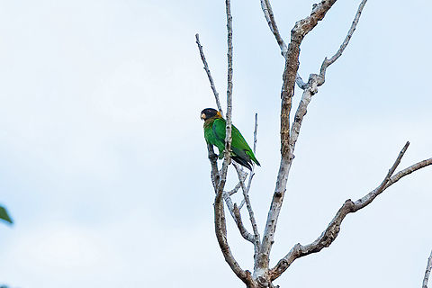 Caica parrot (Pyrilia caica) Malou et son verger, Roura, French Guiana. Nov 30, 2023 Caica parrot,Fall,French Guiana,Geotagged,Pyrilia caica