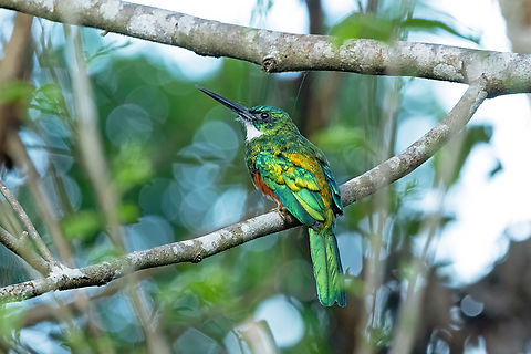 Green-tailed jacamar (Galbula galbula) Malou et son verger, Roura, French Guiana. Nov 30, 2023 Fall,French Guiana,Galbula galbula,Geotagged,Green-tailed jacamar