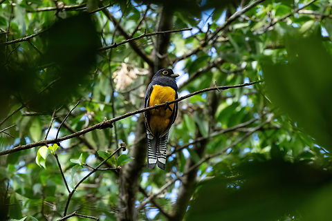 Guianan trogon