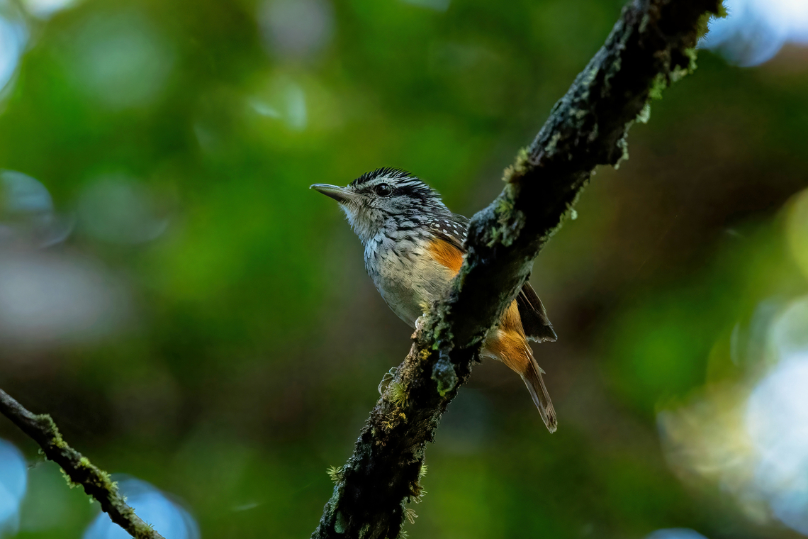 Guianan warbling antbird (Hypocnemis cantator) Bagne des Annamites, French Guiana. Nov 25, 2023 Fall,French Guiana,Geotagged,Guianan warbling antbird,Hypocnemis cantator