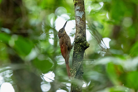 Chestnut-rumped Woodcreeper (Xiphorhynchus pardalotus) Bagne des Annamites, French Guiana. Nov 25, 2023 Chestnut-rumped woodcreeper,Fall,French Guiana,Geotagged,Xiphorhynchus pardalotus