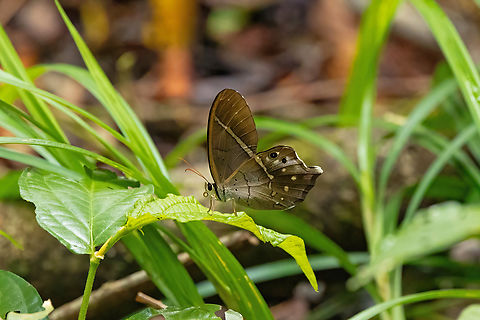 Glassy Pierella (Pierella hyalinus) Bagne des Annamites, French Guiana. Nov 25, 2023 Fall,French Guiana,Geotagged,Lady slipper,Pierella hyalinus