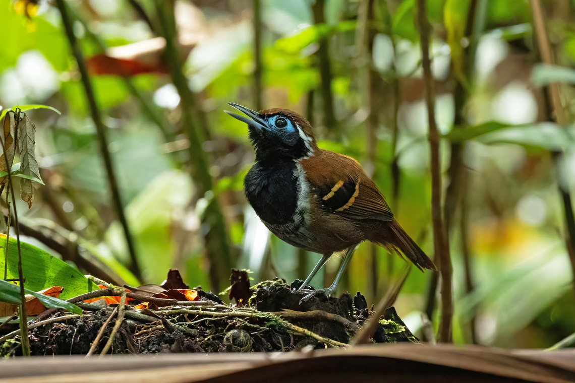 Ferruginous-backed antbird (Myrmoderus ferrugineus) Bagne des Annamites, French Guiana. Nov 25, 2023 Fall,Ferruginous-backed antbird,French Guiana,Geotagged,Myrmoderus ferrugineus