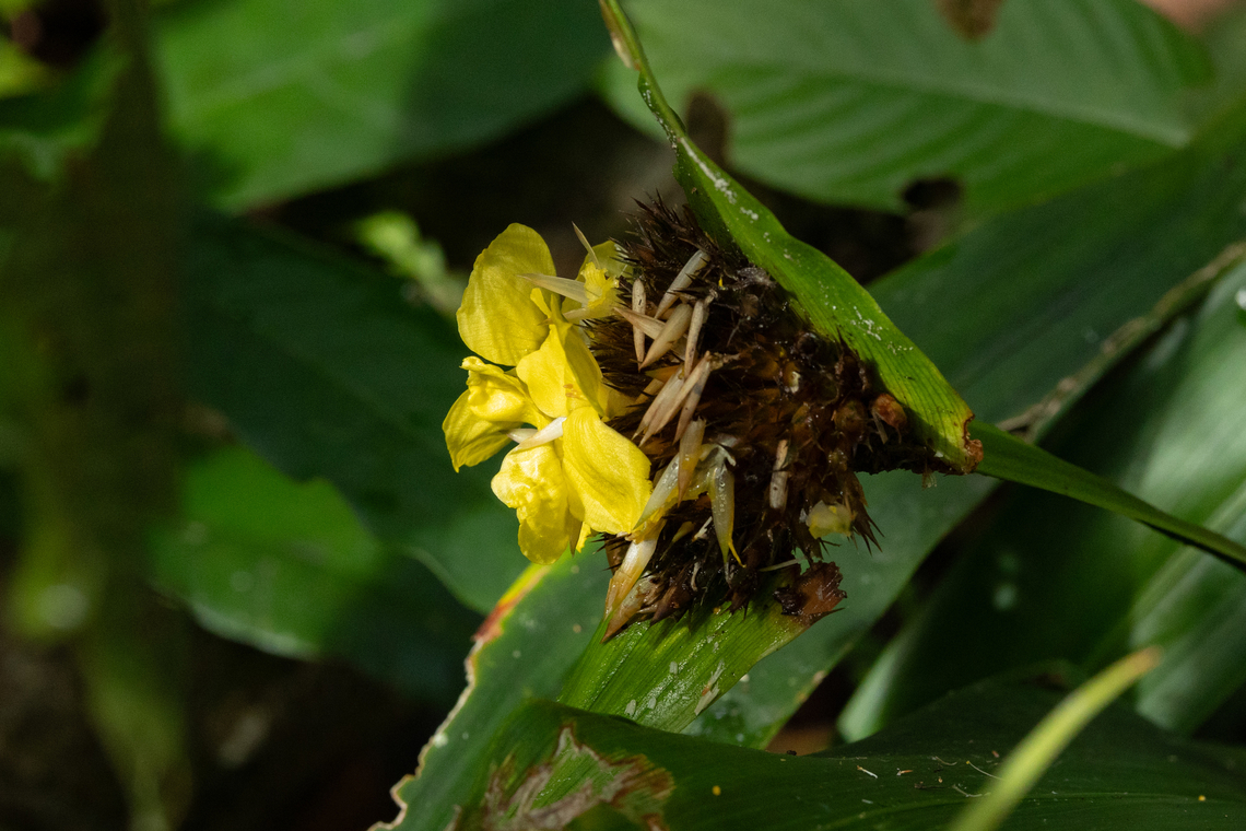 Rapatea paludosa (Rapateaceae) Bagne des Annamites, French Guiana. Nov 25, 2023 Fall,French Guiana,Geotagged,Rapatea paludosa