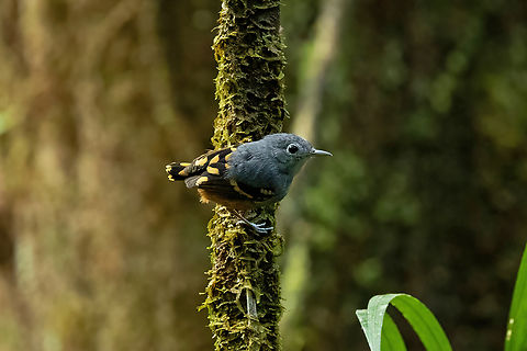 Rufous-bellied antwren (Isleria guttata) Bagne des Annamites, French Guiana. Nov 25, 2023 Fall,French Guiana,Geotagged,Isleria guttata,Rufous-bellied antwren