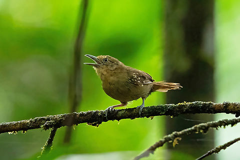 Brown-bellied stipplethroat (Epinecrophylla gutturalis) Bagne des Annamites, French Guiana. Nov 25, 2023 Brown-bellied stipplethroat,Epinecrophylla gutturalis,Fall,French Guiana,Geotagged