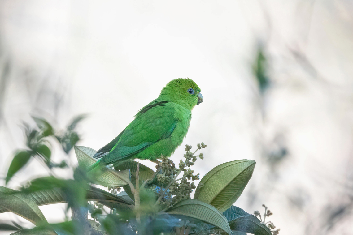 Andean Parakeet (Bolborhynchus orbygnesius) Amazilia Bioreserva, Amazonas, Peru. Aug 3, 2024<br />
 Bolborhynchus orbygnesius,Geotagged,Peru,Summer,Winter