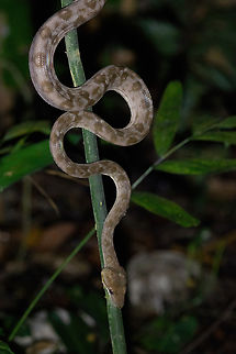 Amazon tree boa (Corallus hortulanus) Montsinery-Tonnegrande, French Guiana. Nov 24, 2023 Amazon tree boa,Corallus hortulanus,Fall,French Guiana,Geotagged