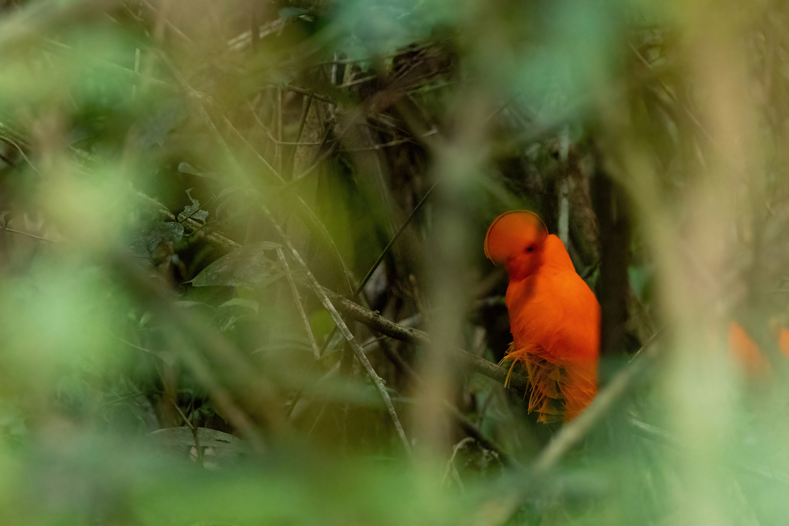 Guianan cock-of-the-rock (Rupicola  rupicola) Sentier Coq de Roche, Roura, French Guiana. Dec 2, 2023 Fall,French Guiana,Geotagged,Guianan cock-of-the-rock,Rupicola  rupicola
