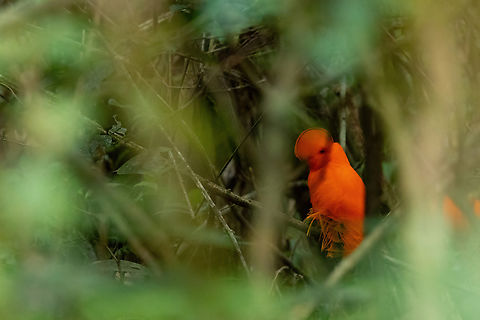 Guianan cock-of-the-rock (Rupicola  rupicola) Sentier Coq de Roche, Roura, French Guiana. Dec 2, 2023 Fall,French Guiana,Geotagged,Guianan cock-of-the-rock,Rupicola  rupicola