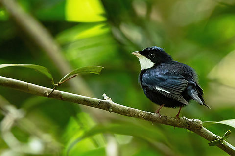 White-throated Manakin (Corapipo gutturalis) Sentier Coq de Roche, Roura, French Guiana. Dec 2, 2023 Corapipo gutturalis,Fall,French Guiana,Geotagged,White-throated manakin