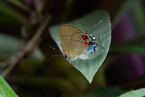Origo Groundstreak (Calycopis origo) Route de Kaw, Roura, French Guiana. Dec 2, 2023 Calycopis origo,Fall,French Guiana,Geotagged,Origo Groundstreak