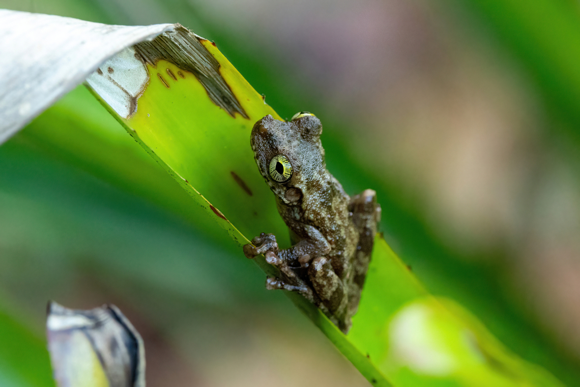 Egg-eating Spiny-backed Frog (Osteocephalus oophagus) RNR Tr&eacute;sor, Guyane. Dec 2, 2023 Fall,French Guiana,Geotagged,Osteocephalus oophagus