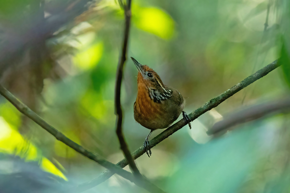 Musician wren (Cyphorhinus arada) RNR Tr&eacute;sor, Guyane. Dec 2, 2023 Cyphorhinus arada,Fall,French Guiana,Geotagged,Musician wren