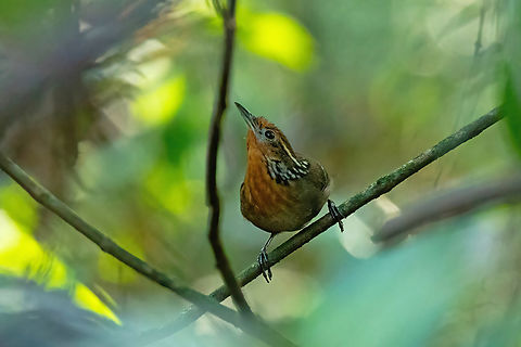Musician wren (Cyphorhinus arada) RNR Trésor, Guyane. Dec 2, 2023 Cyphorhinus arada,Fall,French Guiana,Geotagged,Musician wren