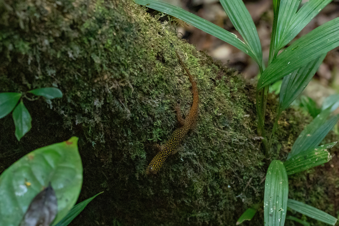 Annulated Gecko (Gonatodes annularis) RNR Tr&eacute;sor, Guyane. Dec 2, 2023 Annulated gecko,Fall,French Guiana,Geotagged,Gonatodes annularis