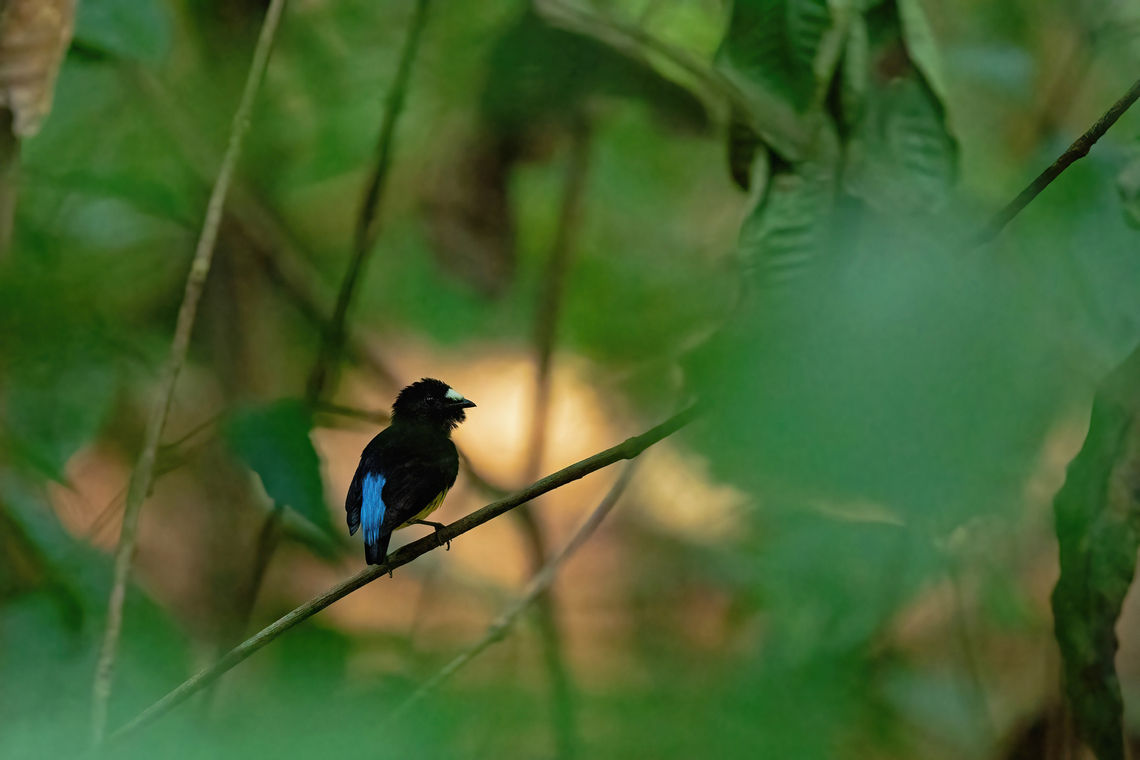 White-fronted manakin (Lepidothrix serena) RNR Tr&eacute;sor, Guyane. Dec 2, 2023 Fall,French Guiana,Geotagged,Lepidothrix serena,White-fronted manakin