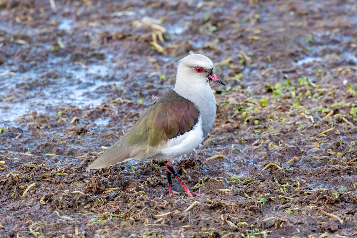 Andean lapwing (Vanellus resplendens) Malec&oacute;n de Puno, Peru. Aug 11, 2024 Andean lapwing,Geotagged,Peru,Vanellus resplendens,Winter