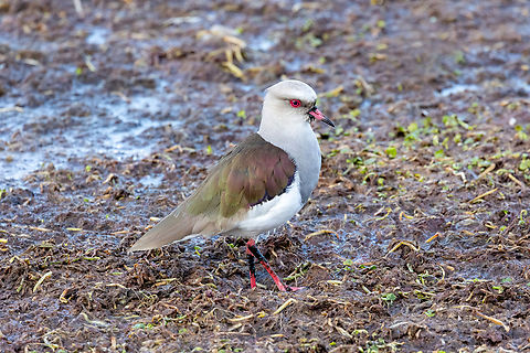 Andean lapwing (Vanellus resplendens) Malecón de Puno, Peru. Aug 11, 2024 Andean lapwing,Geotagged,Peru,Vanellus resplendens,Winter