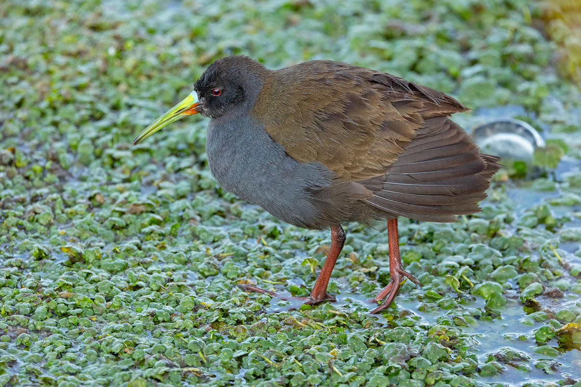 Plumbeous rail (Pardirallus sanguinolentus) Malec&oacute;n de Puno, Peru. Aug 11, 2024 Geotagged,Pardirallus sanguinolentus,Peru,Plumbeous rail,Winter