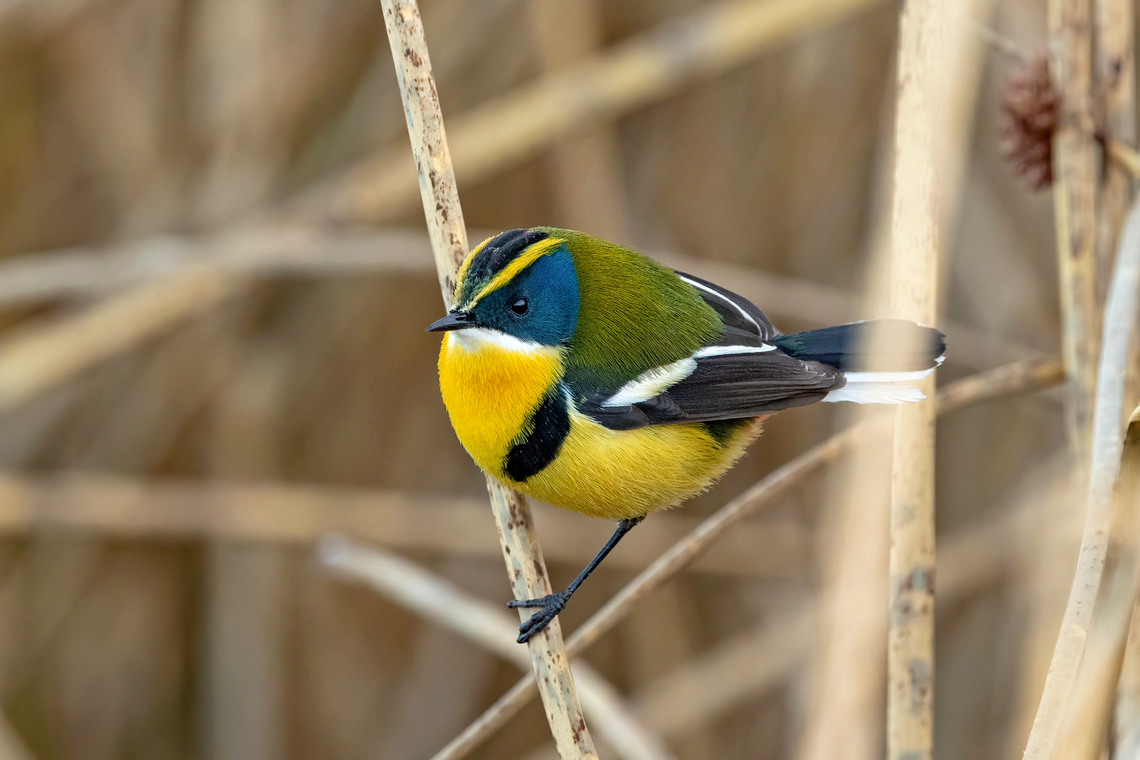 Many-colored rush tyrant (Tachuris rubrigastra) Malec&oacute;n de Puno, Peru. Aug 11, 2024 Geotagged,Many-colored rush tyrant,Peru,Tachuris rubrigastra,Winter