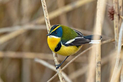 Many-colored rush tyrant (Tachuris rubrigastra) Malecón de Puno, Peru. Aug 11, 2024 Geotagged,Many-colored rush tyrant,Peru,Tachuris rubrigastra,Winter