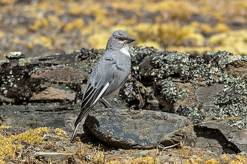 Glacier finch (Idiopsar speculifer) Abra Sallaco, Puno, Peru. Aug 19, 2024 Geotagged,Glacier finch,Idiopsar speculifer,Peru,Winter