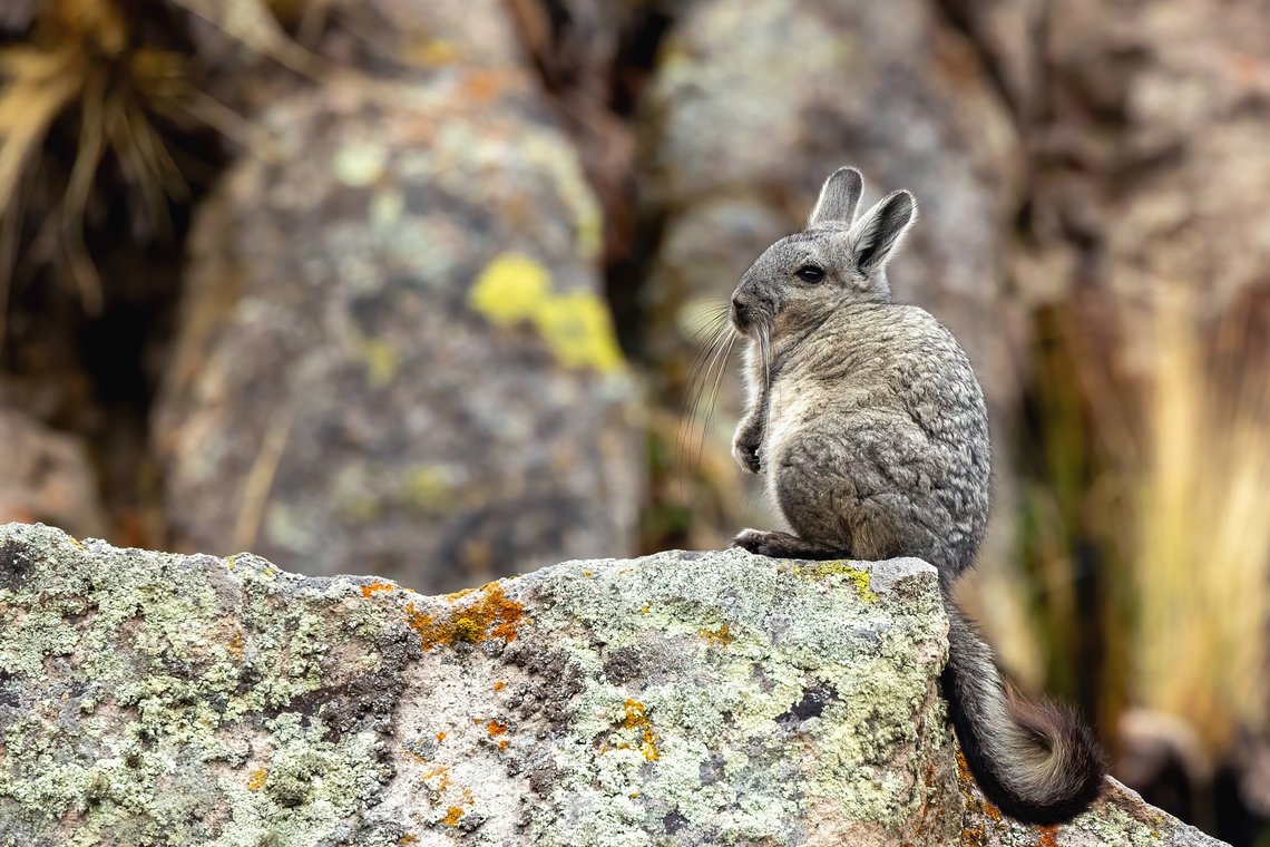 Southern viscacha (Lagidium viscacia) Macusani, Puno, Peru. Aug 19, 2024 Geotagged,Lagidium viscacia,Peru,Southern viscacha,Winter