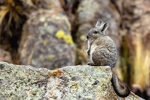 Southern viscacha