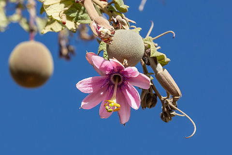 Passiflora mandonii (Passifloraceae) Occosuyo, Isla Amantani, Puno, Peru. Aug 16, 2024 Geotagged,Passiflora mandonii,Peru,Winter