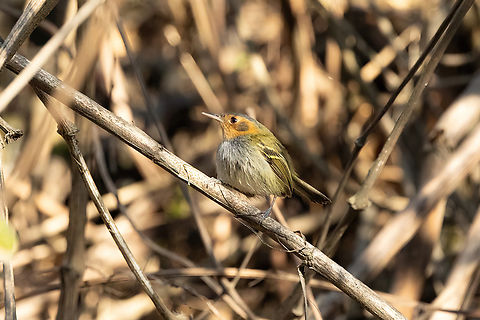 Ochre-faced tody-flycatcher (Poecilotriccus plumbeiceps) Sandia, Puno, Peru. Aug 20, 2024 Geotagged,Ochre-faced tody-flycatcher,Peru,Poecilotriccus plumbeiceps,Winter