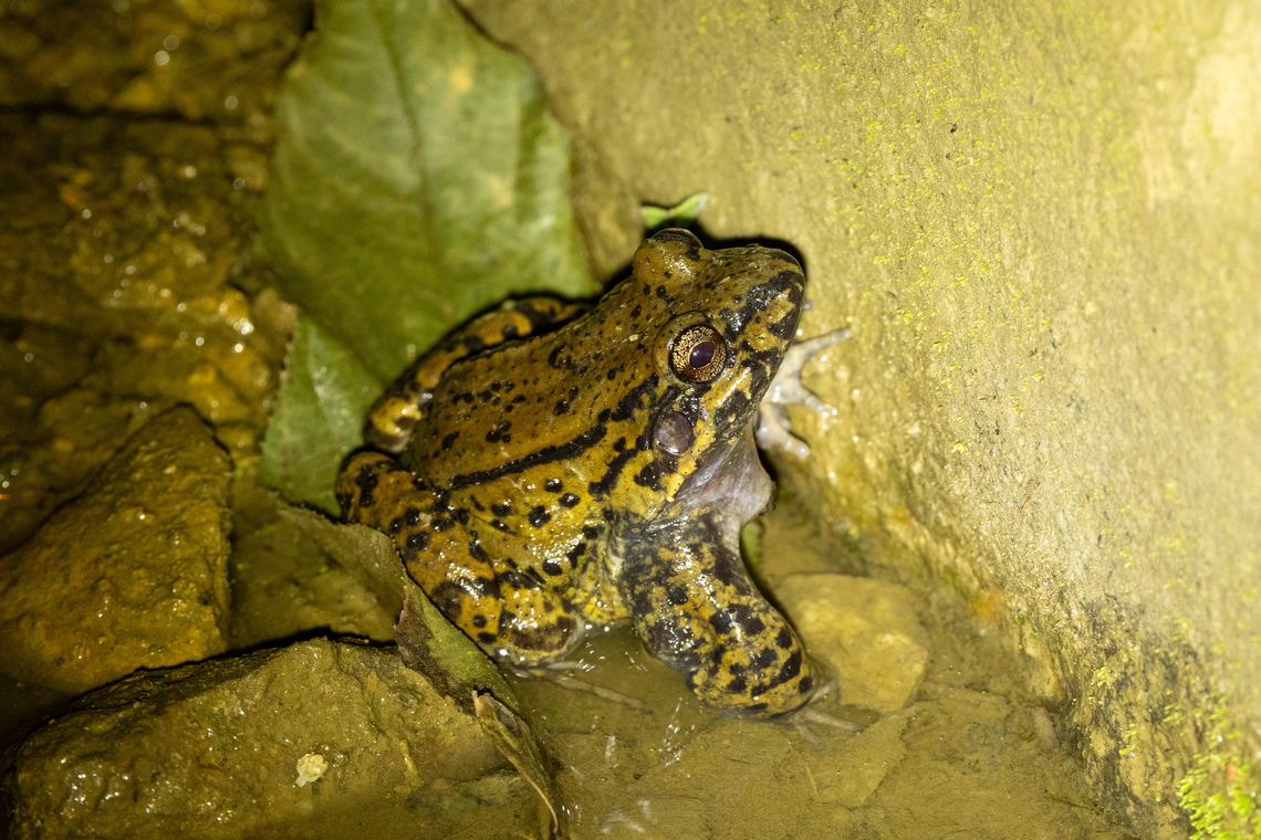 Peru White-lipped Frog (Leptodactylus rhodonotus) San Juan del Oro, Puno, Peru. Aug 20, 2024 Geotagged,Leptodactylus rhodonotus,Peru,Winter