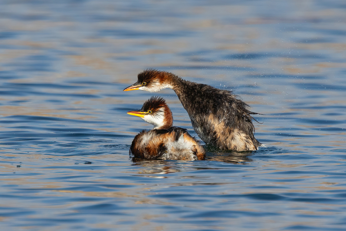 Titicaca grebe (Rollandia microptera) Lake Titicaca, Puno, Peru. AUg 15, 2024 Geotagged,Peru,Rollandia microptera,Titicaca grebe,Winter