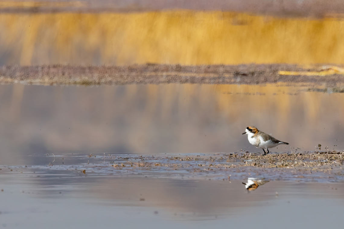 Puna plover (Anarhynchus alticola) Lake Titicaca, Puno, Peru. Aug 15, 2024 Anarhynchus alticola,Geotagged,Peru,Puna plover,Winter