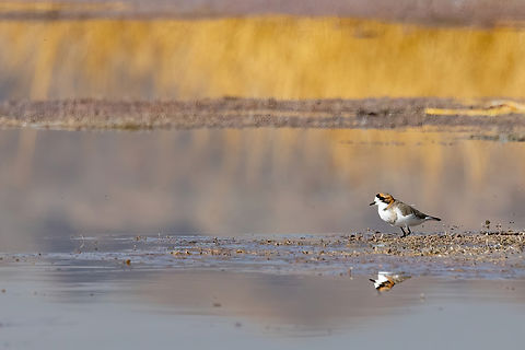 Puna plover (Anarhynchus alticola) Lake Titicaca, Puno, Peru. Aug 15, 2024 Anarhynchus alticola,Geotagged,Peru,Puna plover,Winter