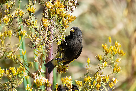 Black Siskin (Carduelis atrata) Isla Amantani, Puno, Peru. Aug 15, 2024 Black Siskin,Carduelis atrata,Geotagged,Peru,Winter