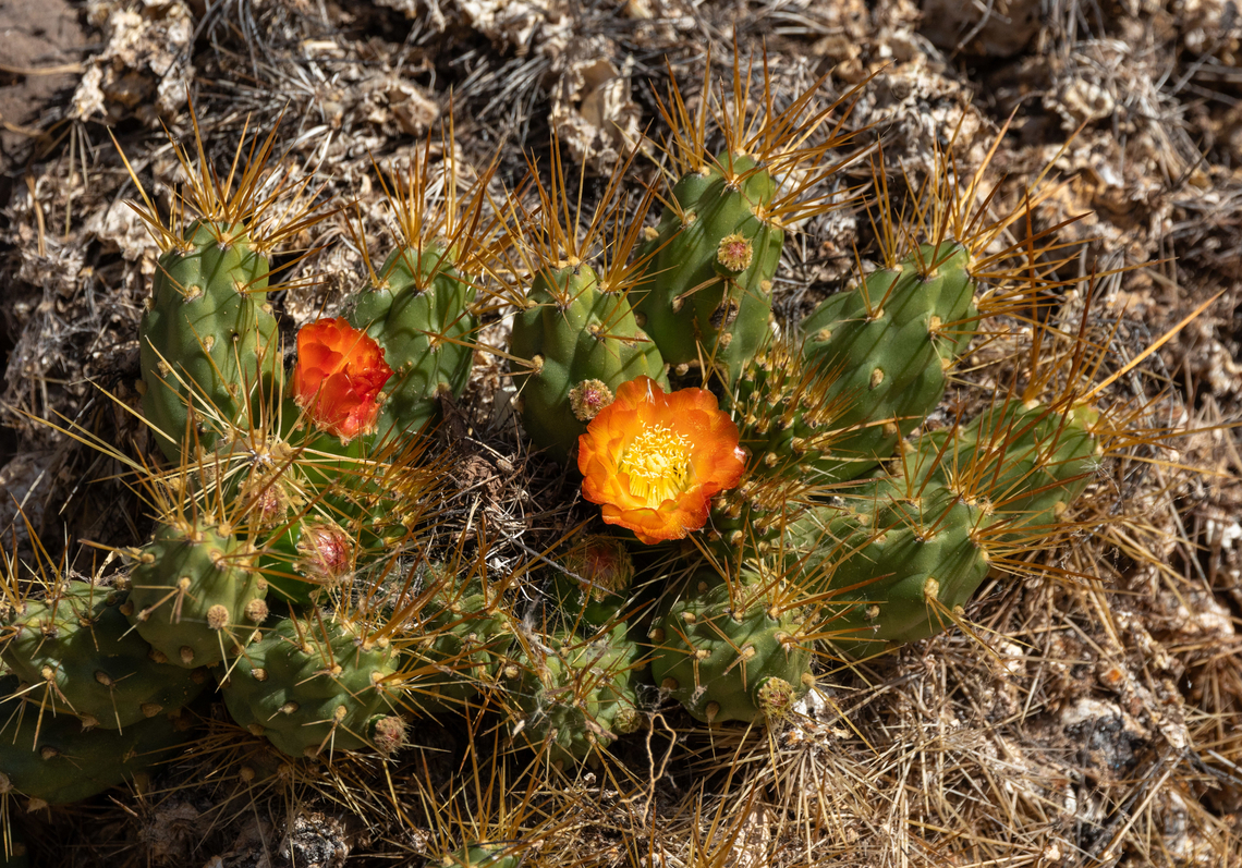 Cumulopuntia boliviana (Cactaceae) Sillustani Ruins, Puno, Peru. Aug 12, 2024 Cumulopuntia boliviana,Geotagged,Peru,Winter